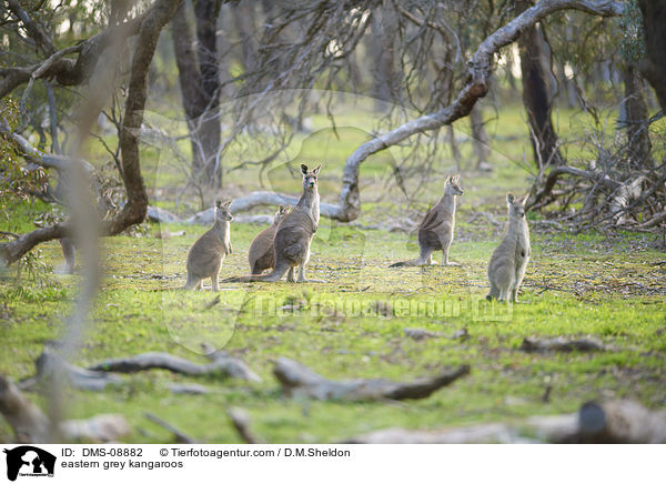 stliche Graue Riesenkngurus / eastern grey kangaroos / DMS-08882