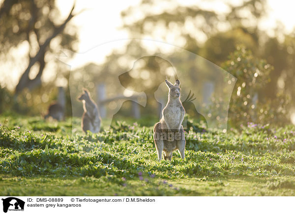 stliche Graue Riesenkngurus / eastern grey kangaroos / DMS-08889