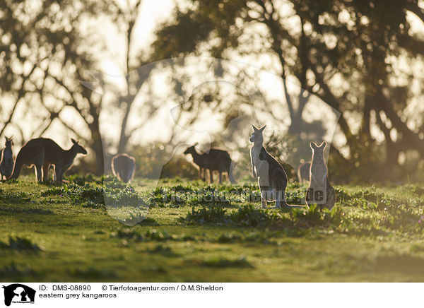 stliche Graue Riesenkngurus / eastern grey kangaroos / DMS-08890