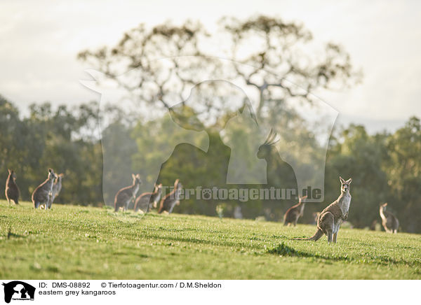 stliche Graue Riesenkngurus / eastern grey kangaroos / DMS-08892