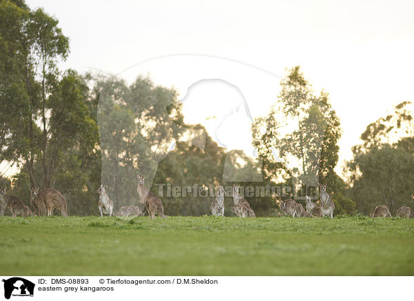 stliche Graue Riesenkngurus / eastern grey kangaroos / DMS-08893