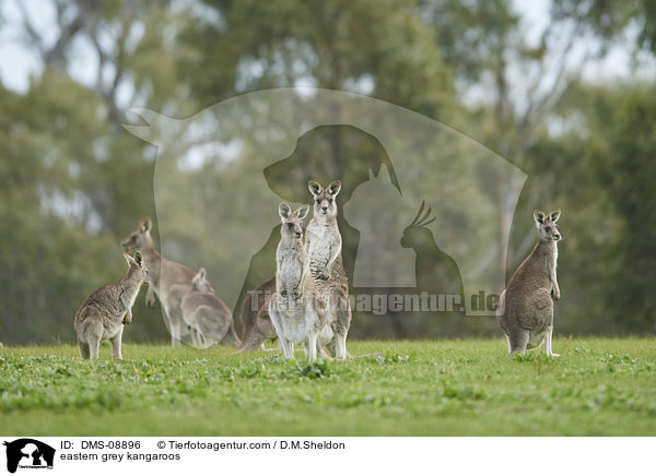 stliche Graue Riesenkngurus / eastern grey kangaroos / DMS-08896