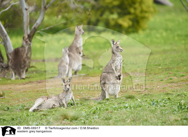 stliche Graue Riesenkngurus / eastern grey kangaroos / DMS-08917