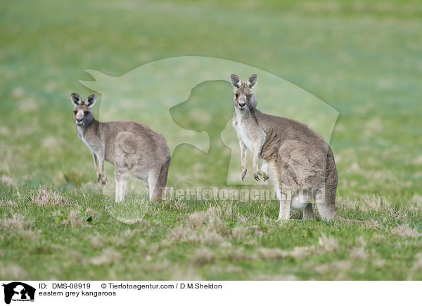 stliche Graue Riesenkngurus / eastern grey kangaroos / DMS-08919