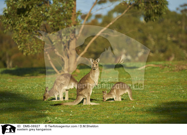 stliche Graue Riesenkngurus / eastern grey kangaroos / DMS-08927