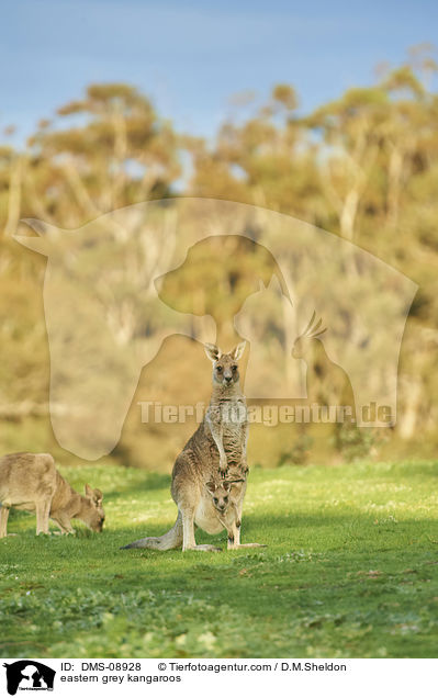 stliche Graue Riesenkngurus / eastern grey kangaroos / DMS-08928