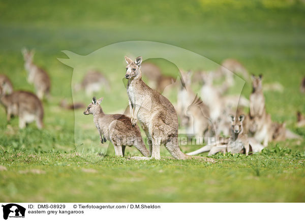 stliche Graue Riesenkngurus / eastern grey kangaroos / DMS-08929