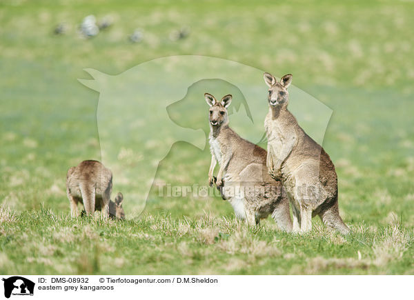 stliche Graue Riesenkngurus / eastern grey kangaroos / DMS-08932