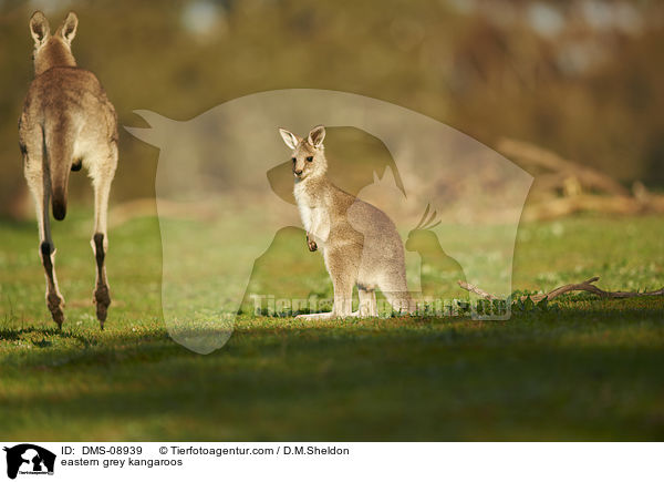 stliche Graue Riesenkngurus / eastern grey kangaroos / DMS-08939