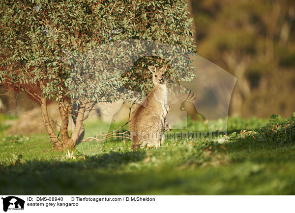 stliches Graues Riesenknguru / eastern grey kangaroo / DMS-08940