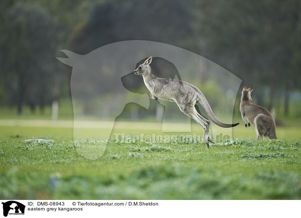 stliche Graue Riesenkngurus / eastern grey kangaroos / DMS-08943