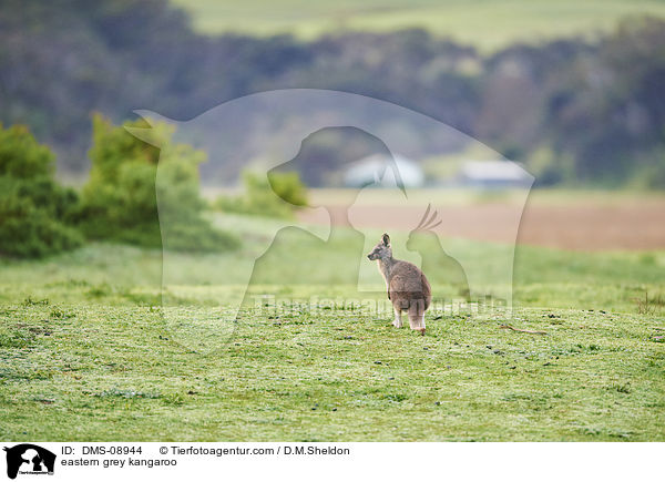 stliches Graues Riesenknguru / eastern grey kangaroo / DMS-08944