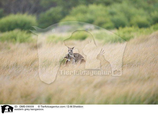 stliche Graue Riesenkngurus / eastern grey kangaroos / DMS-09009