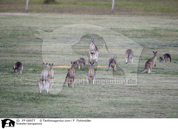 stliches Graues Riesenkngurus / forester kangaroos / FF-08977