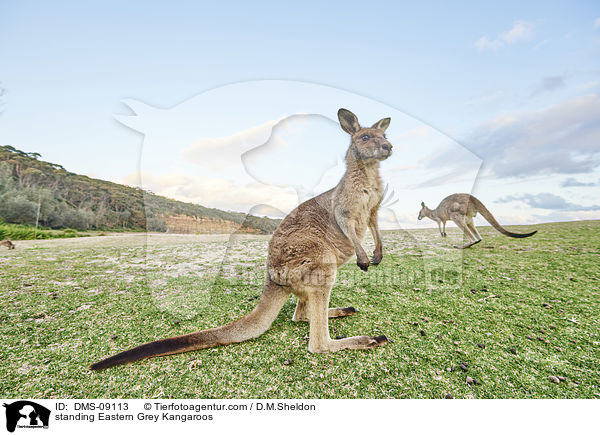 stehende stliches Graues Riesenkngurus / standing Eastern Grey Kangaroos / DMS-09113