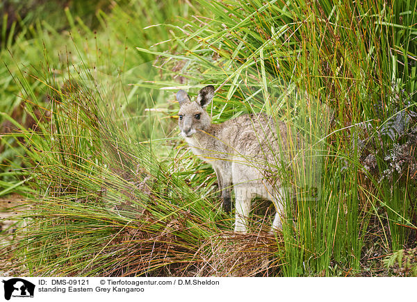 stehendes stliches Graues Riesenknguru / standing Eastern Grey Kangaroo / DMS-09121
