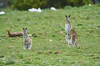 eastern grey kangaroos