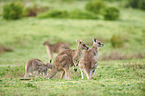 eastern grey kangaroo