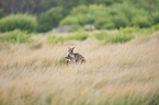 eastern grey kangaroos