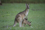 forester kangaroos