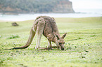 standing Eastern Grey Kangaroo