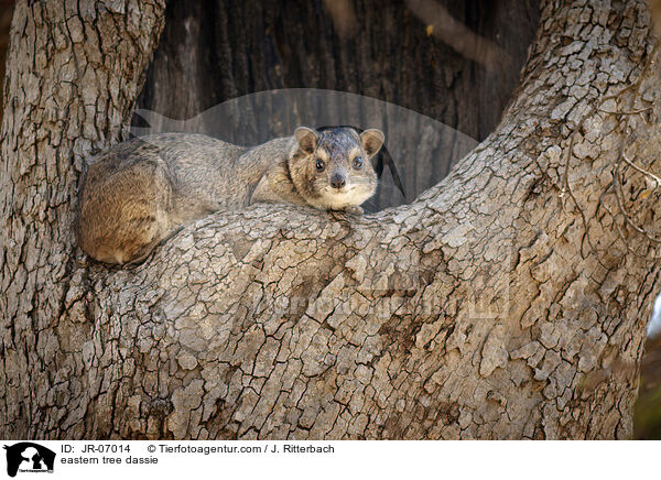 eastern tree dassie / JR-07014