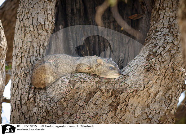 Steppenwald-Baumschliefer / eastern tree dassie / JR-07015