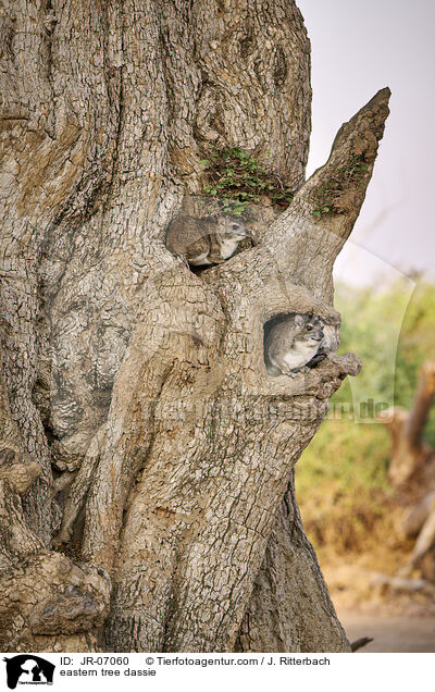 Steppenwald-Baumschliefer / eastern tree dassie / JR-07060