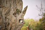 eastern tree dassie