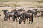 eastern white-bearded wildebeests