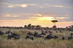 eastern white-bearded wildebeests