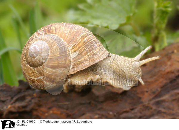 Weinbergschnecke / escargot / FL-01660