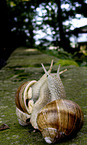 mating snails