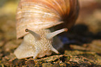 roman snail