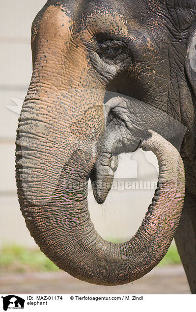Elefant / elephant / MAZ-01174