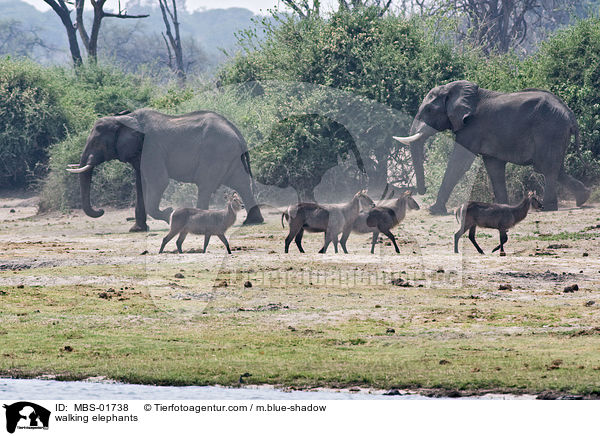 laufende Elefanten / walking elephants / MBS-01738