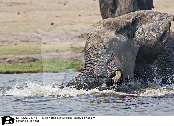 badender Elefant / bathing elephant / MBS-01745
