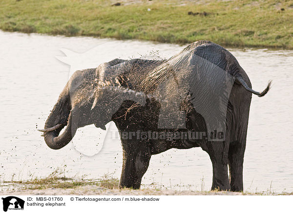 bathing elephant / MBS-01760