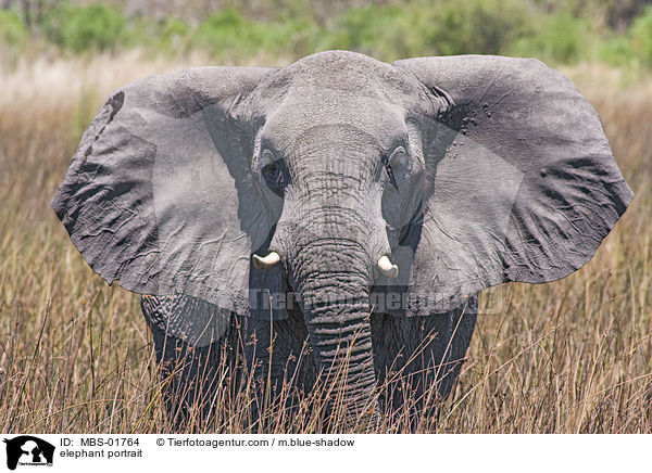 elephant portrait / MBS-01764