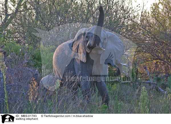 laufender Elefant / walking elephant / MBS-01783