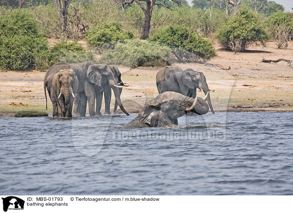 badende Elefanten / bathing elephants / MBS-01793