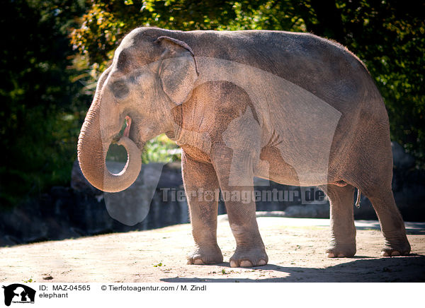 Elefant / elephant / MAZ-04565