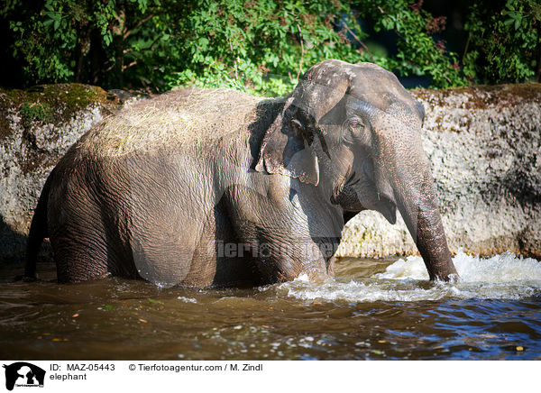 Elefant / elephant / MAZ-05443