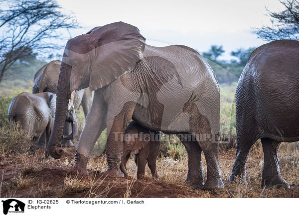 Elefanten / Elephants / IG-02825