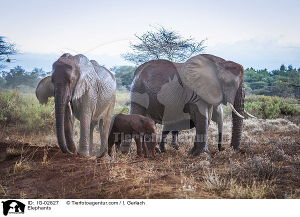 Elefanten / Elephants / IG-02827