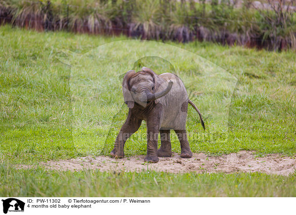 4 months old baby elephant / PW-11302