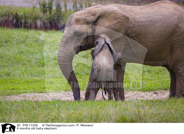 4 Monate alter Baby Elefant / 4 months old baby elephant / PW-11308