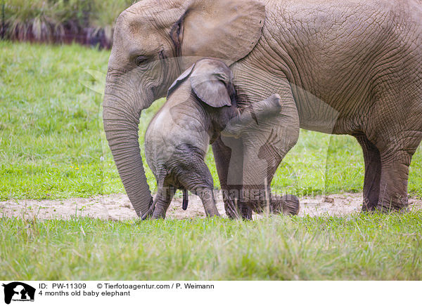 4 Monate alter Baby Elefant / 4 months old baby elephant / PW-11309