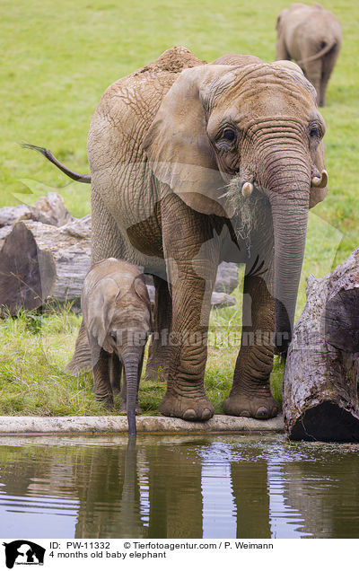 4 Monate alter Baby Elefant / 4 months old baby elephant / PW-11332