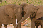 elephants